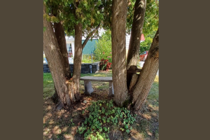 Williams House bench surrounded by trees.